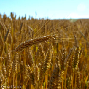 Gerste Weizen Getreide Feld