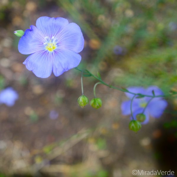 Ausdauernden Lein (Linum perenne) Blüte blau