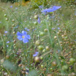 Ausdauernden Lein (Linum perenne) Blüte Samen