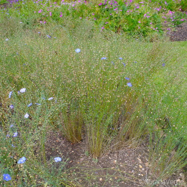 Ausdauernden Lein (Linum perenne) Pflanze