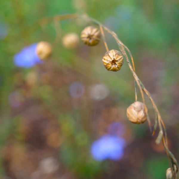 Ausdauernden Lein (Linum perenne) Samen