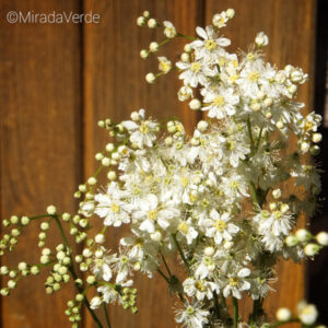 Echtes Mädesüß. Blüte. weiß