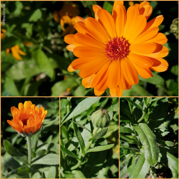 Ringelblume Blüte Blatt orange