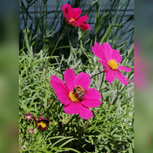 Schmuckkörbchen, Cosmea, rosa, Hummel