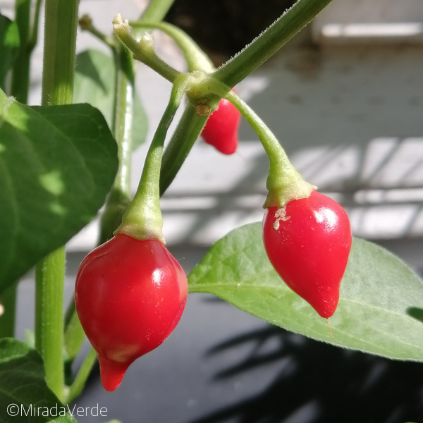 Chili Frucht rot Staude