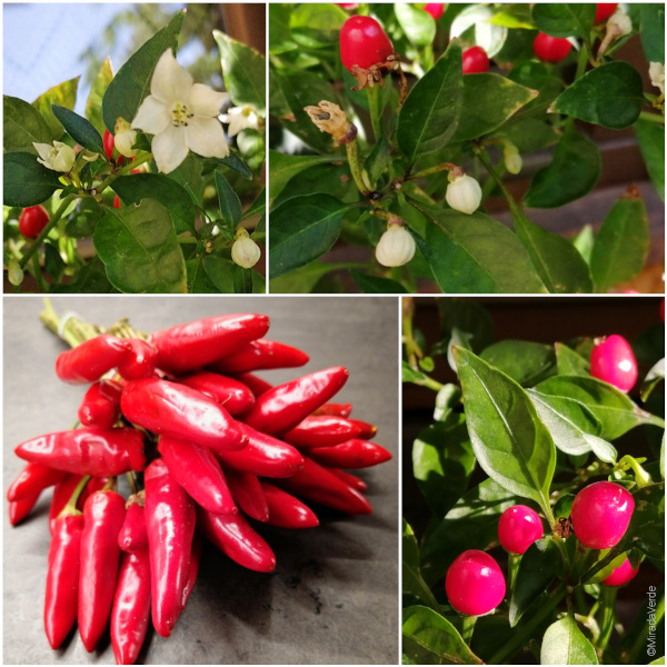 Chili, Frucht rot, Blüte weiß, Blatt, Staude