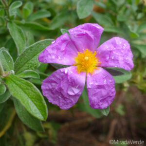 Cistus creticus, kretische Zistrose, Blüte