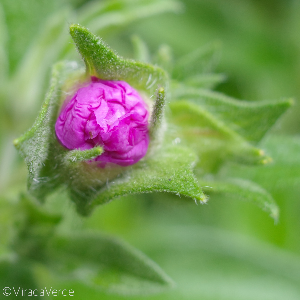 Cistus creticus, kretische Zistrose, Blütenknospe