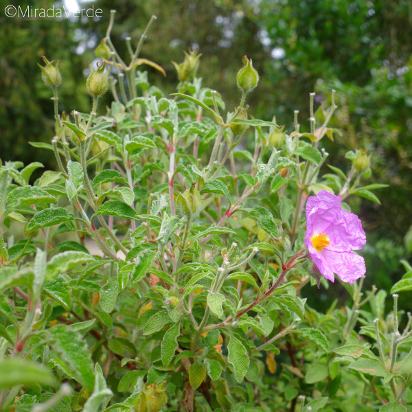 Cistus creticus, kretische Zistrose