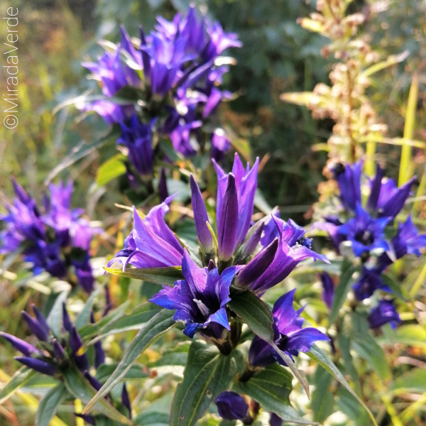 Kranzenzian Blüte blau