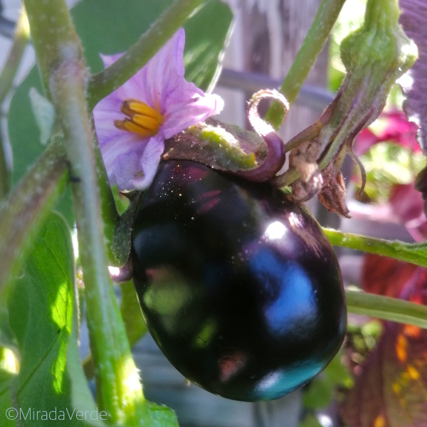 Melanzani Aubergine Blüte Frucht