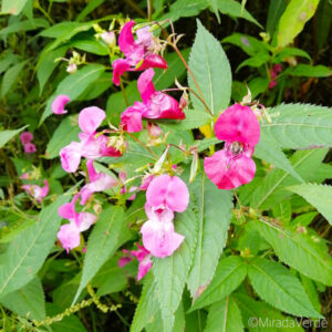 Indisches Springkraut Blüte pink