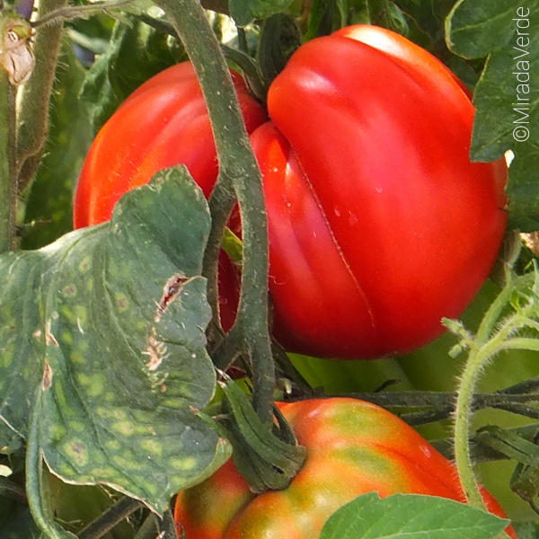 Tomate krank Schädling