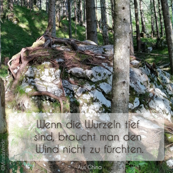 Baum Stein Wurzeln