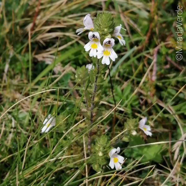 Augentrost Blüte weiß