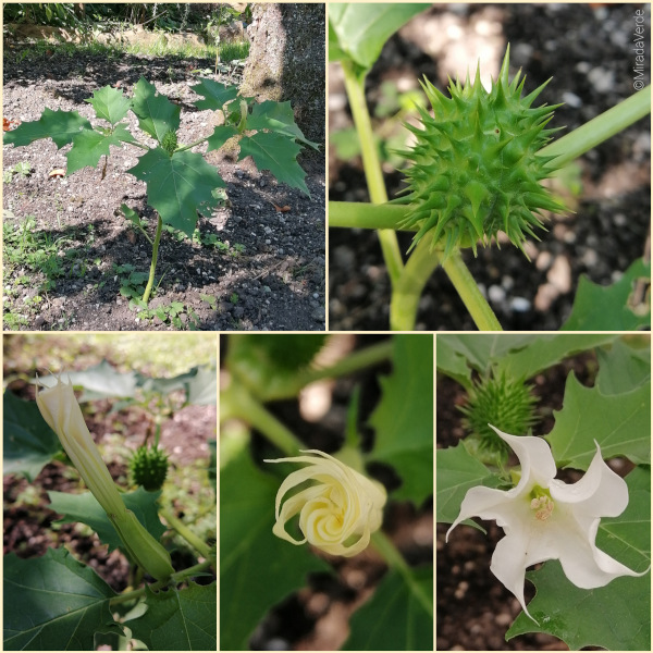 Stechapfel. Ganze Pflanze, Frucht, Blatt, Blüte