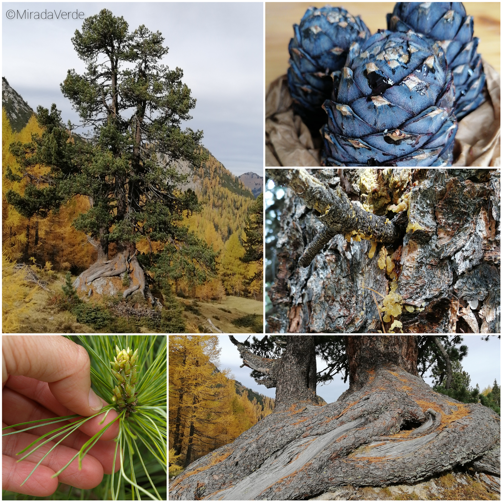 Zirbe. Habitus, Zapfen, Harz, Nadeln, Wurzeln