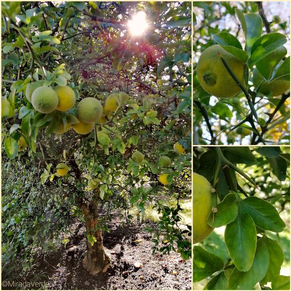 Bitterorange Baum Pflanze Frucht Blatt Dorn