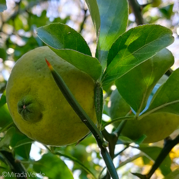 Bitterorange Frucht Blatt Dorn