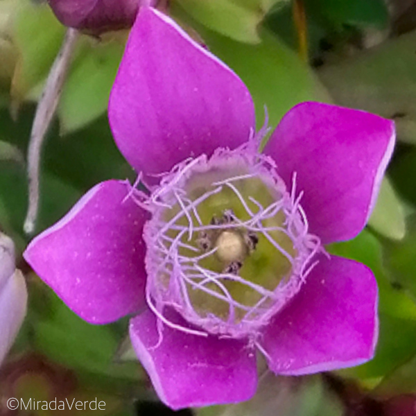 Kranzenzian Blüte rosa