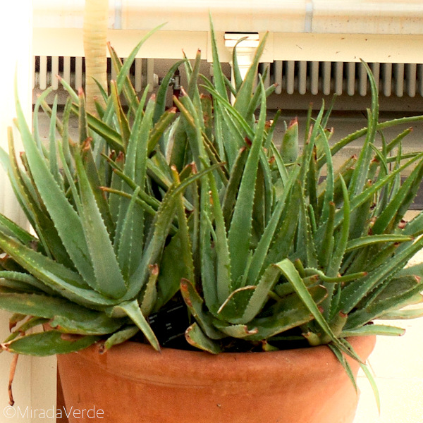 Aloe vera