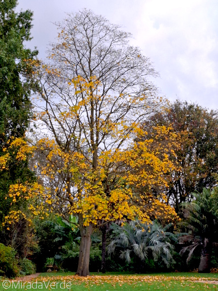 Baum Herbst gelb Laubbaum