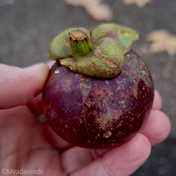 Mangosteen, Mangostin, Mangostan