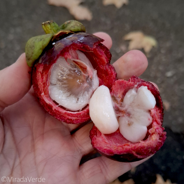 Mangosteen, Mangostin, Mangostan