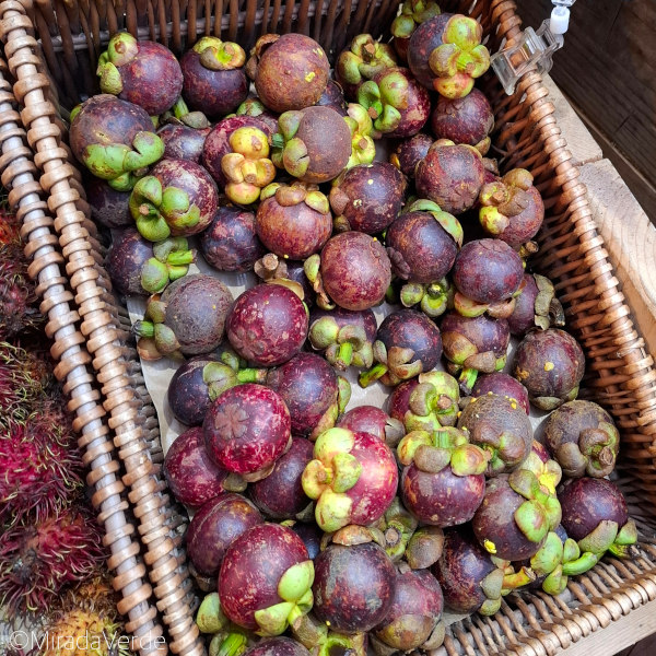 Mangosteen, Mangostin, Mangostan