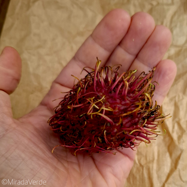 Rambutan