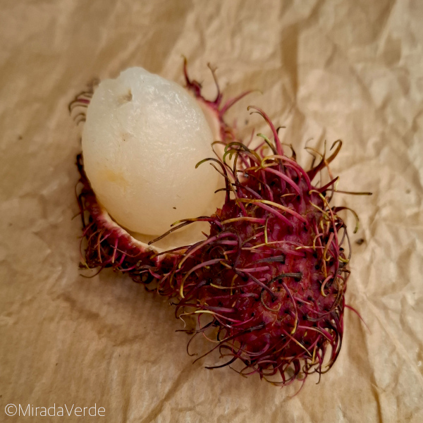 Rambutan