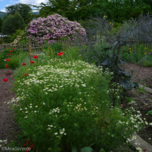 Gemüsegarten Kamille Klatschmohn