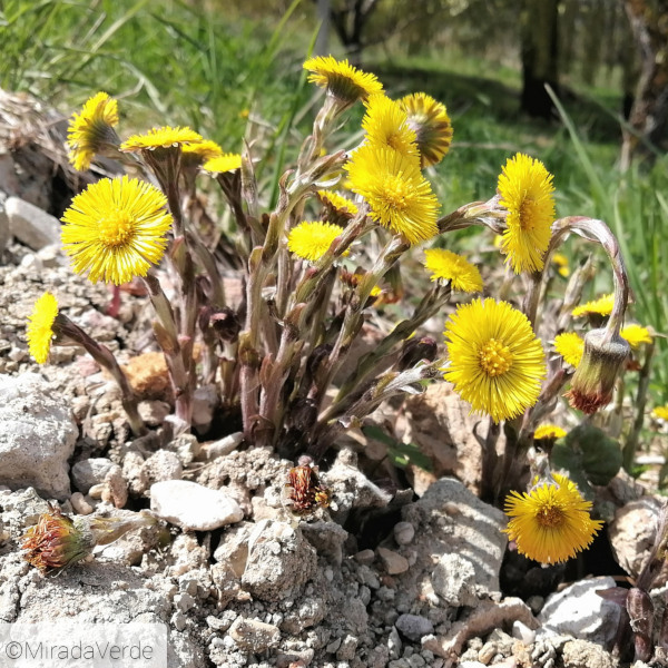 Huflattich Blüte gelb