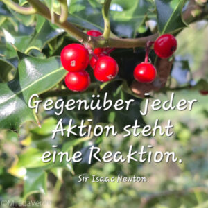 Holly, Ilex, Aktion, Reaktion, Zitat