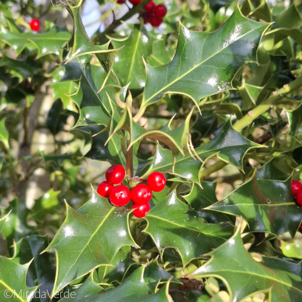 Ilex mit Beeren, rot, Strauch, Blatt, grün