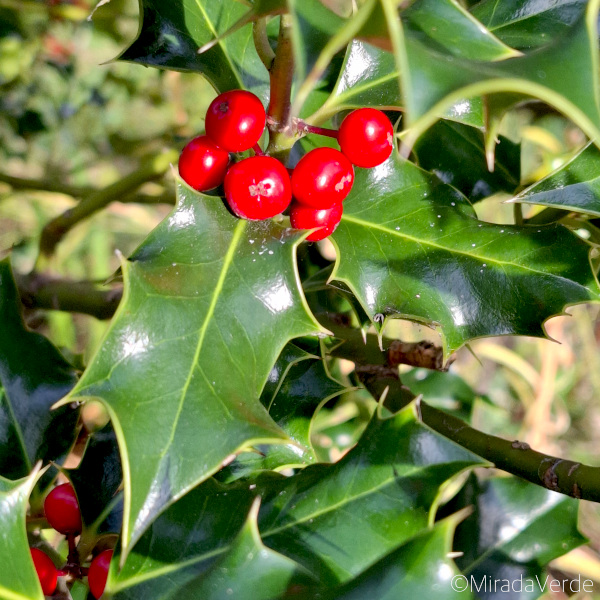 Ilex mit Beeren, rot, Strauch, Blatt, grün