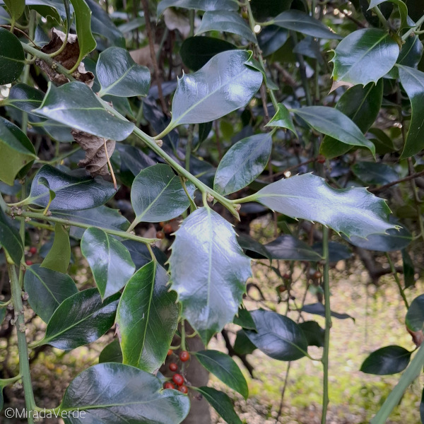 Phänotypische Plastizität; Ilex, Holly, Strauch, Blatt, grün