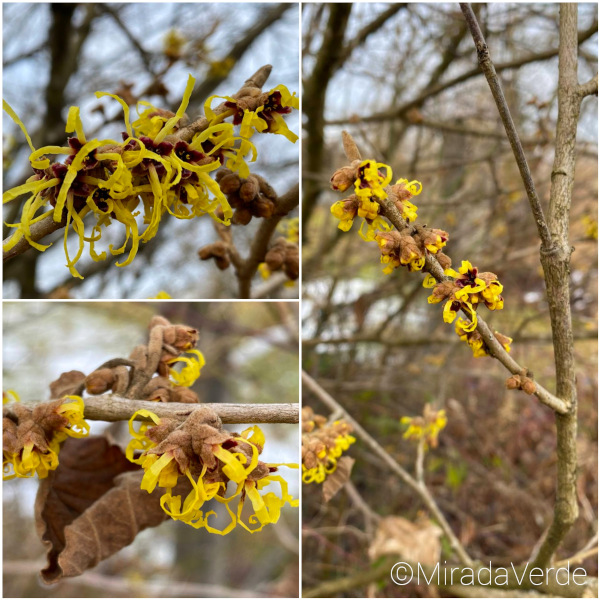 Zaubernuss, Hamamelis, gelb, Blüte