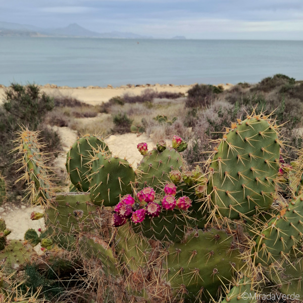 Feigenkaktur am Meer