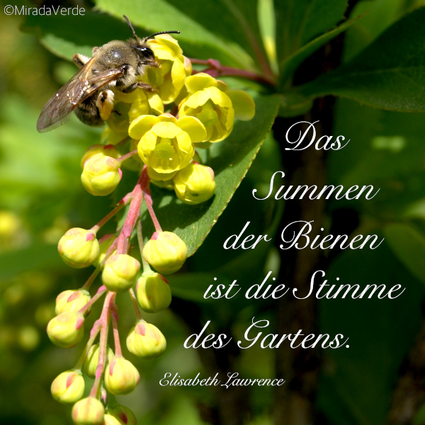 Biene auf Berberitzenblüte