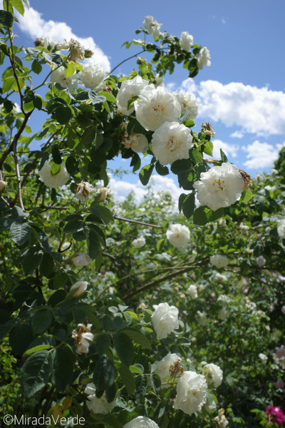 Weiße Kletterrose