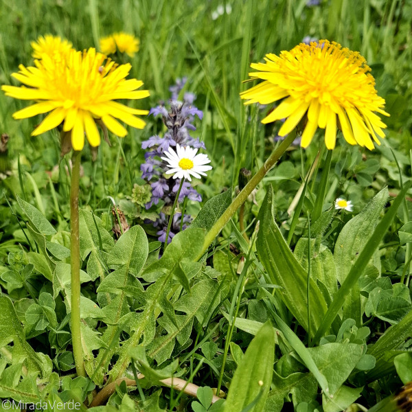 Wiese mit Wildkräutern