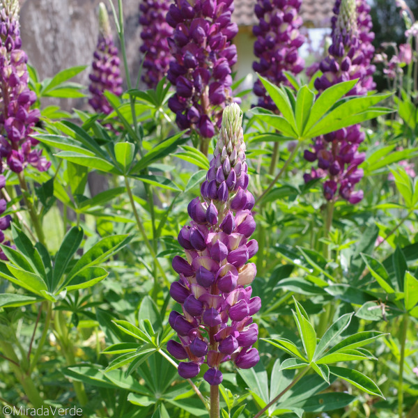 Gartenlupine lila