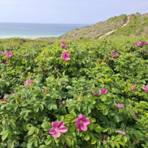 Kartoffelrose auf Sanddüne