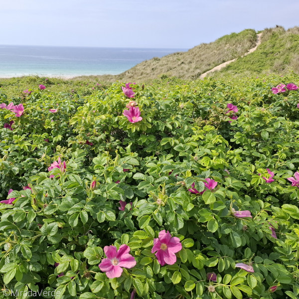 Kartoffelrose auf Sanddüne