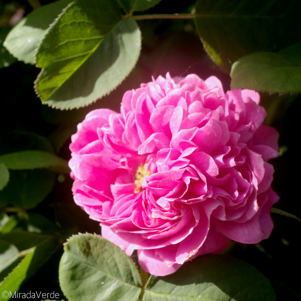 Blüte der Rosa Damascena