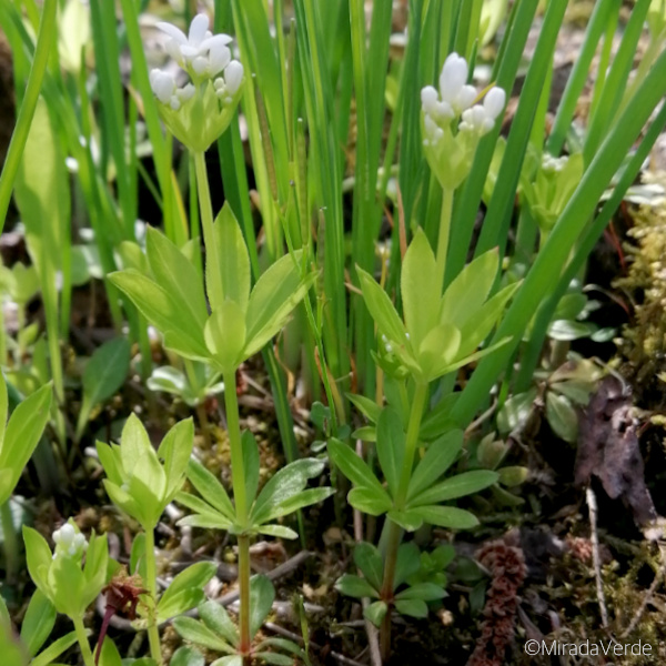 Waldmeister. Ganzes, blühendes Kraut