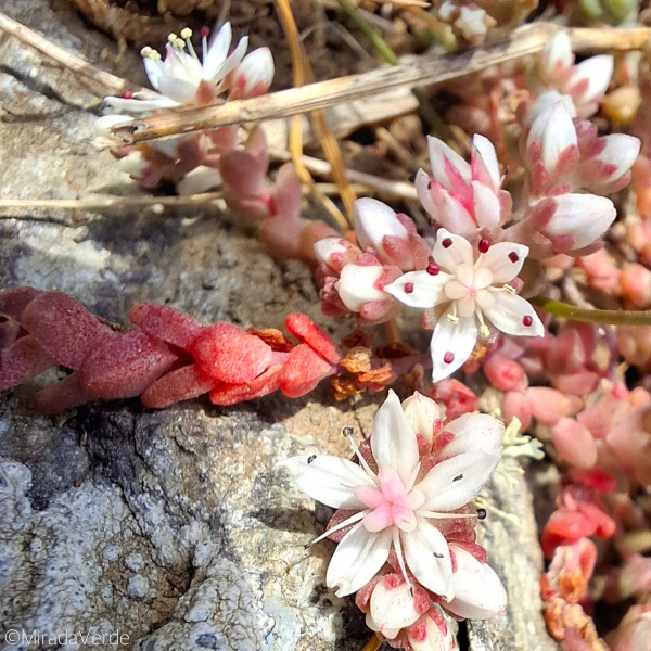 English Stonecrop