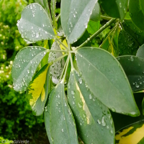 Schlafzimmerpflanze Epipremnum im Regen