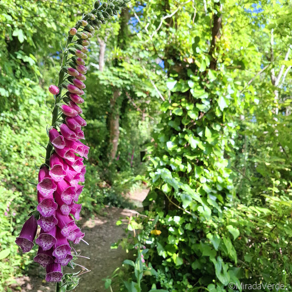 Fingerhut im Wald am Weg